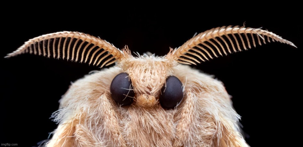 should I make a compilation of these Images with music in the background and upload it to youtube | made w/ Imgflip meme maker