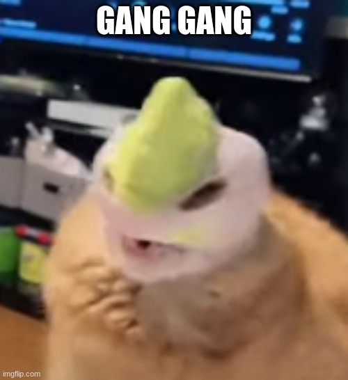 GANG GANG BOIS |  GANG GANG | image tagged in gangsta,everybody gangsta until | made w/ Imgflip meme maker