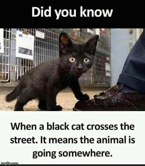 Fun fact | made w/ Imgflip meme maker