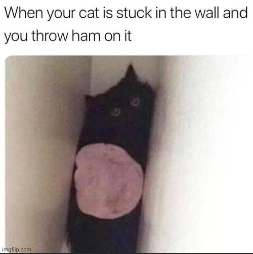This is me when my cat is stuck in the wall and I throw ham on it | made w/ Imgflip meme maker