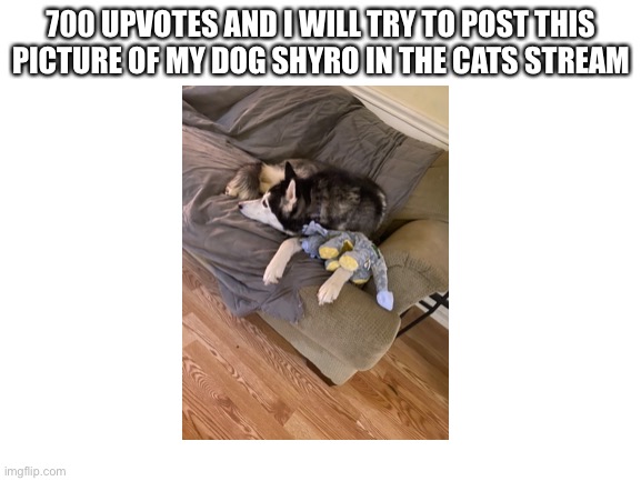 If someone viewing this meme moderates the cats stream please approve this so it can be posted | 700 UPVOTES AND I WILL TRY TO POST THIS PICTURE OF MY DOG SHYRO IN THE CATS STREAM | image tagged in blank white template,memes,dogs,cats | made w/ Imgflip meme maker