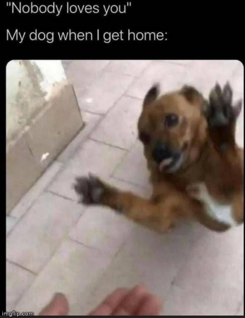 Dogs gives love too | image tagged in dogs,cute,love | made w/ Imgflip meme maker