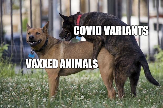Dogs humping | COVID VARIANTS VAXXED ANIMALS | image tagged in dogs humping | made w/ Imgflip meme maker