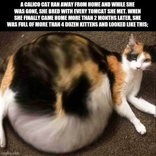 Pregnant Calico Cat | A CALICO CAT RAN AWAY FROM HOME AND WHILE SHE WAS GONE, SHE BRED WITH EVERY TOMCAT SHE MET. WHEN SHE FINALLY CAME HOME MORE THAN 2 MONTHS LATER, SHE WAS FULL OF MORE THAN 4 DOZEN KITTENS AND LOOKED LIKE THIS; | image tagged in cat,cats,pregnant,pregnancy,meme | made w/ Imgflip meme maker