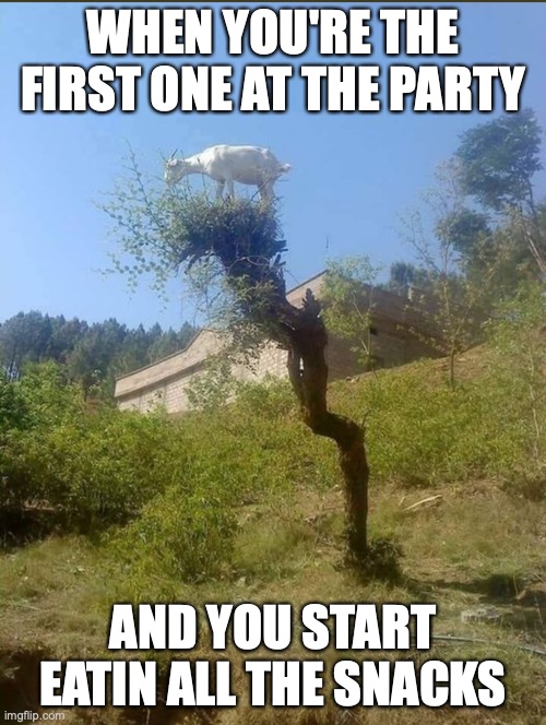 Goat in the limelight | WHEN YOU'RE THE FIRST ONE AT THE PARTY; AND YOU START EATIN ALL THE SNACKS | image tagged in goat on the tree | made w/ Imgflip meme maker