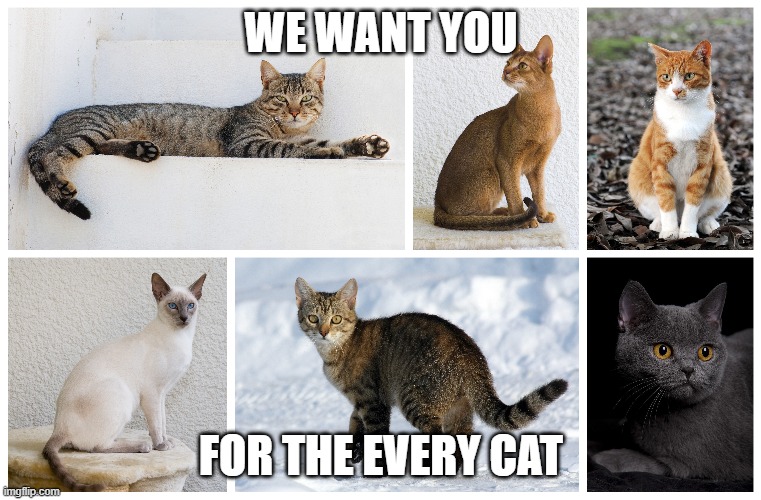 Cat every types of friends | WE WANT YOU; FOR THE EVERY CAT | image tagged in memes | made w/ Imgflip meme maker
