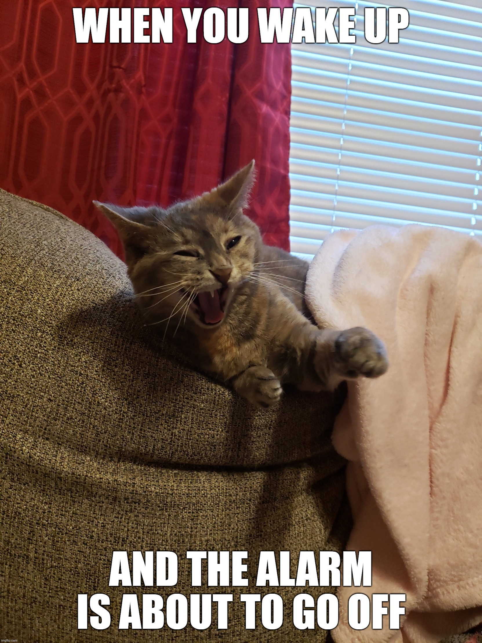 Alarm Cat | WHEN YOU WAKE UP; AND THE ALARM IS ABOUT TO GO OFF | image tagged in caffeine cat,alarm clock,funny,funny memes,cats | made w/ Imgflip meme maker
