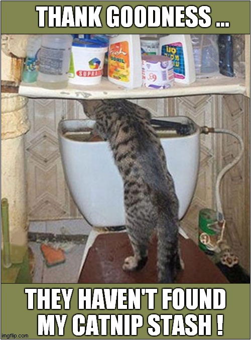 The Perfect Hiding Place ! | THANK GOODNESS ... THEY HAVEN'T FOUND
  MY CATNIP STASH ! | image tagged in cats,catnip,stash | made w/ Imgflip meme maker