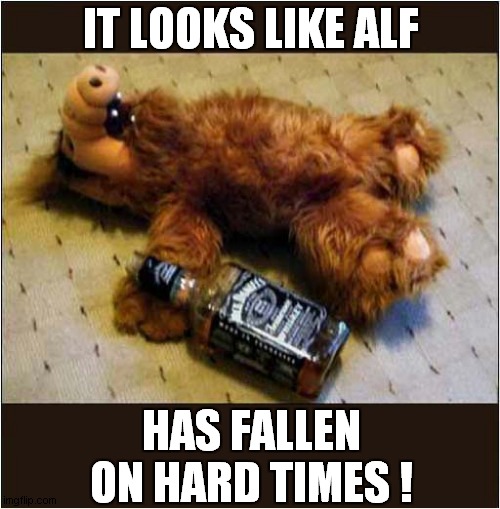 Poor Alf ! | IT LOOKS LIKE ALF; HAS FALLEN ON HARD TIMES ! | image tagged in alf,drink,hard times | made w/ Imgflip meme maker