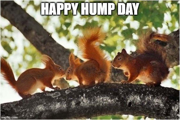 SQUIRRELS | HAPPY HUMP DAY | image tagged in squirrels | made w/ Imgflip meme maker