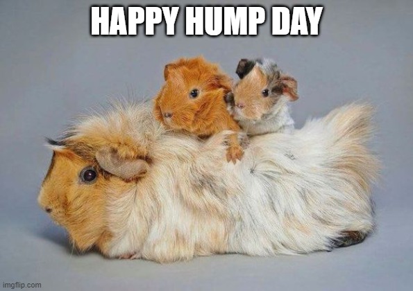 GUINEA PIGS | HAPPY HUMP DAY | image tagged in guinea pigs | made w/ Imgflip meme maker