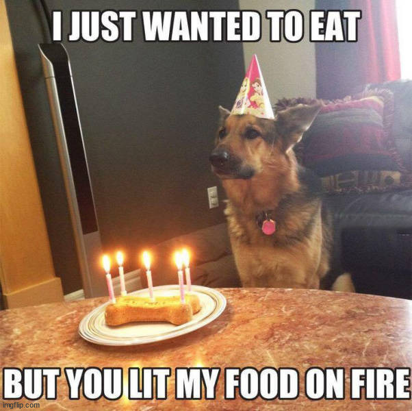 Happy Birthday? | image tagged in dogs | made w/ Imgflip meme maker