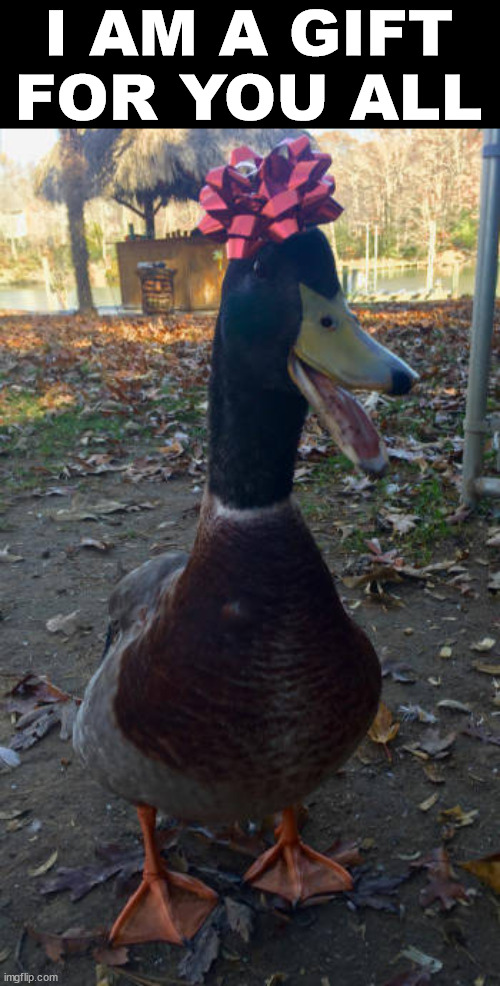 I AM A GIFT FOR YOU ALL | image tagged in ducks | made w/ Imgflip meme maker