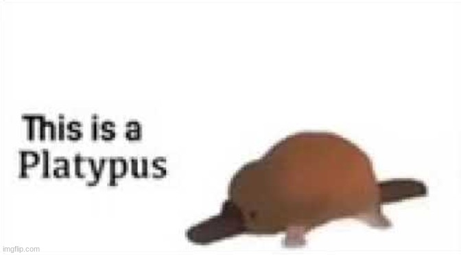this is a platypus | image tagged in platypus | made w/ Imgflip meme maker