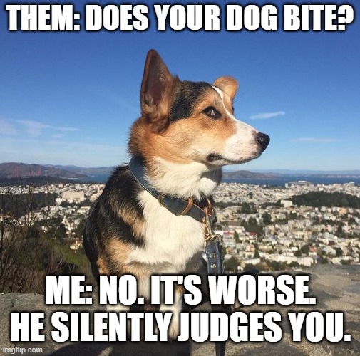 it's brutal | THEM: DOES YOUR DOG BITE? ME: NO. IT'S WORSE. HE SILENTLY JUDGES YOU. | image tagged in dog | made w/ Imgflip meme maker