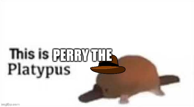 PERRY THE | made w/ Imgflip meme maker