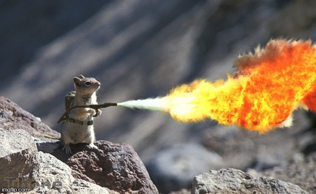 Squirrel With Flamethrower | image tagged in squirrel with flamethrower | made w/ Imgflip meme maker