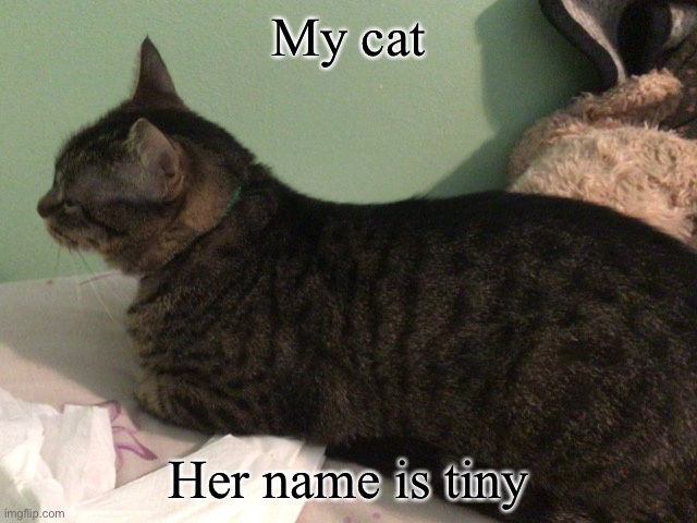 My cat Her name is tiny | made w/ Imgflip meme maker