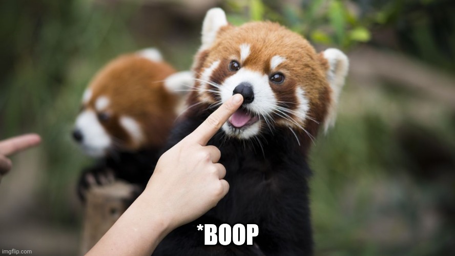 boop | *BOOP | image tagged in boop | made w/ Imgflip meme maker