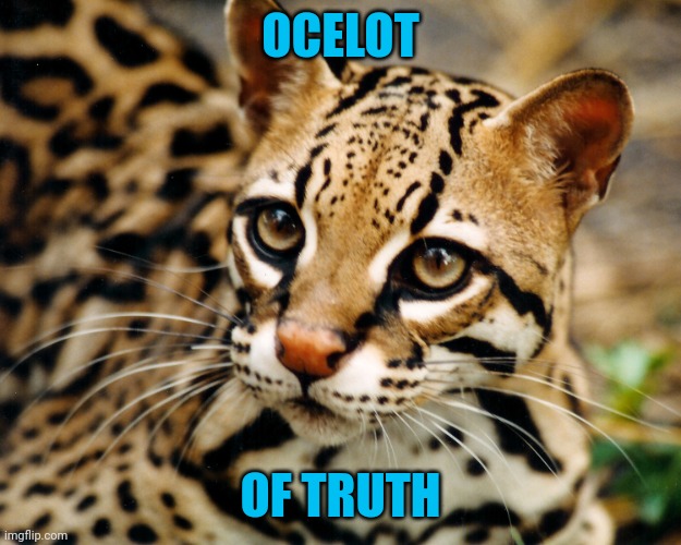 Obvious Ocelot | OCELOT OF TRUTH | image tagged in obvious ocelot | made w/ Imgflip meme maker