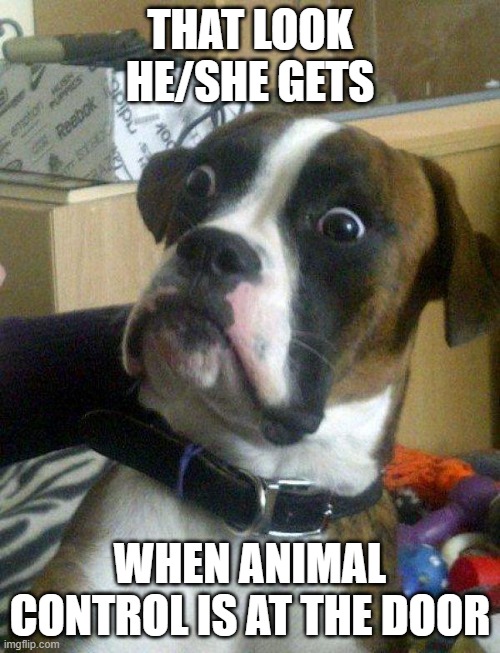 Animal Control | THAT LOOK HE/SHE GETS; WHEN ANIMAL CONTROL IS AT THE DOOR | image tagged in oh no,hide,going to jail,you talking to me,sorry not sorry,bad dog | made w/ Imgflip meme maker
