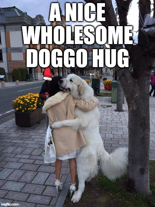 Huggo... | image tagged in doggo,hug,huggo,doggo hug,wholesome,wholesome doggo | made w/ Imgflip meme maker