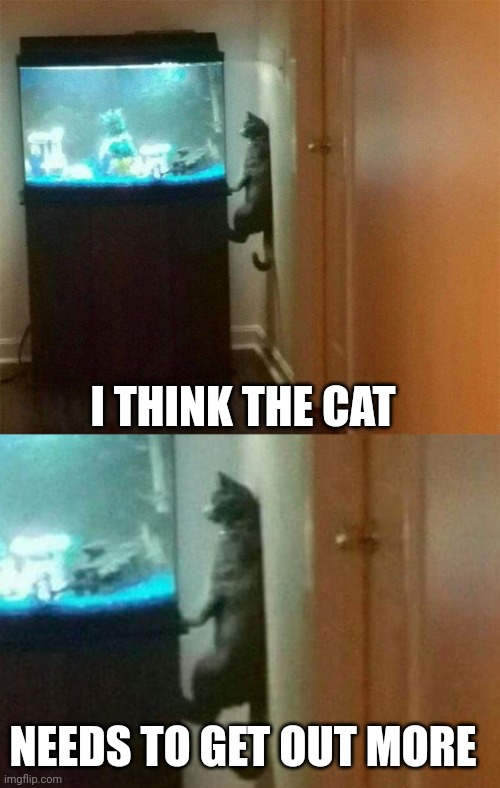 WATCHING FISH ALL DAY | I THINK THE CAT; NEEDS TO GET OUT MORE | image tagged in cats,funny cats,memes | made w/ Imgflip meme maker