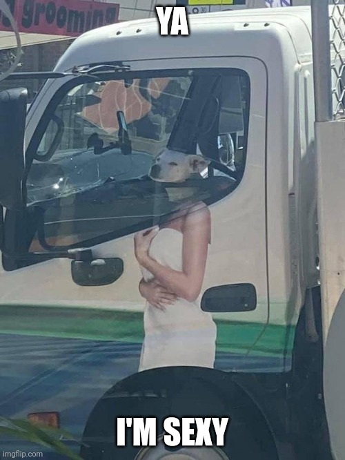 SILLY DOG | YA; I'M SEXY | image tagged in dogs,dog | made w/ Imgflip meme maker