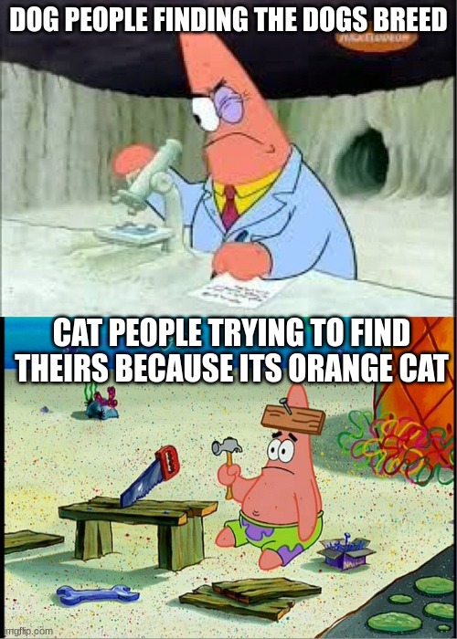 meow | DOG PEOPLE FINDING THE DOGS BREED; CAT PEOPLE TRYING TO FIND THEIRS BECAUSE ITS ORANGE CAT | image tagged in patrick smart dumb | made w/ Imgflip meme maker