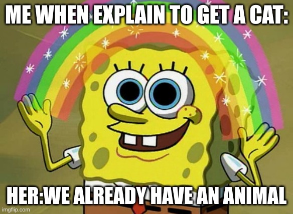 cats | ME WHEN EXPLAIN TO GET A CAT:; HER:WE ALREADY HAVE AN ANIMAL | image tagged in memes,imagination spongebob,cats | made w/ Imgflip meme maker