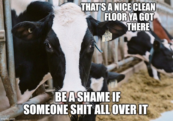 Cows | THAT'S A NICE CLEAN
                                                   FLOOR YA GOT
                                                              THERE; BE A SHAME IF SOMEONE SHIT ALL OVER IT | image tagged in cows | made w/ Imgflip meme maker