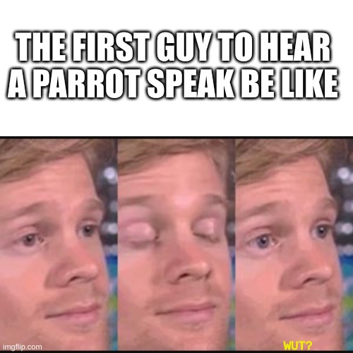 THE FIRST GUY TO HEAR A PARROT SPEAK BE LIKE; WUT? | image tagged in blank white template,blinking guy | made w/ Imgflip meme maker