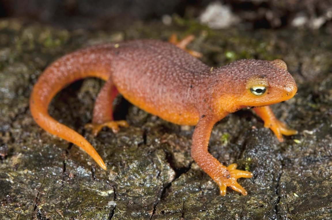 newt Blank Meme Template
