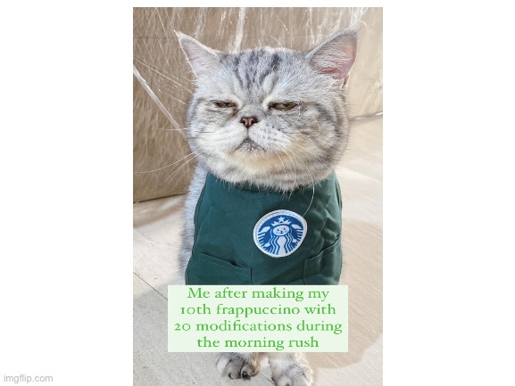 Your order isn’t ready yet | image tagged in blank white template,funny cats,cats,starbucks barista,starbucks | made w/ Imgflip meme maker