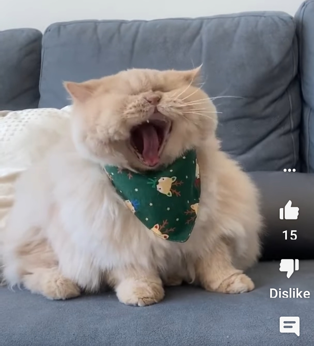 High Quality yawning fat cat Blank Meme Template