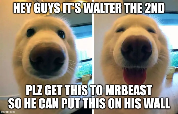 WALTERTHE2ND | HEY GUYS IT'S WALTER THE 2ND; PLZ GET THIS TO MRBEAST SO HE CAN PUT THIS ON HIS WALL | image tagged in funny,memes | made w/ Imgflip meme maker