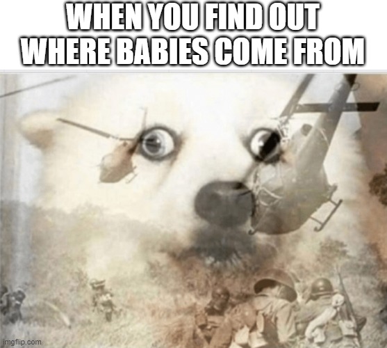PTSD dog | WHEN YOU FIND OUT WHERE BABIES COME FROM | image tagged in ptsd dog | made w/ Imgflip meme maker