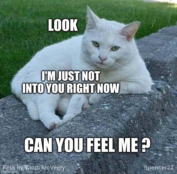 Feta | LOOK; I'M JUST NOT INTO YOU RIGHT NOW; CAN YOU FEEL ME ? | image tagged in feta,not impressed,smudge the cat,cool cat,your argument is invalid,cat | made w/ Imgflip meme maker