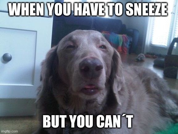High Dog |  WHEN YOU HAVE TO SNEEZE; BUT YOU CAN´T | image tagged in memes,high dog | made w/ Imgflip meme maker