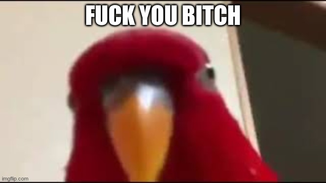 Red Birb Gumi Staring | FUCK YOU BITCH | image tagged in red birb gumi staring | made w/ Imgflip meme maker