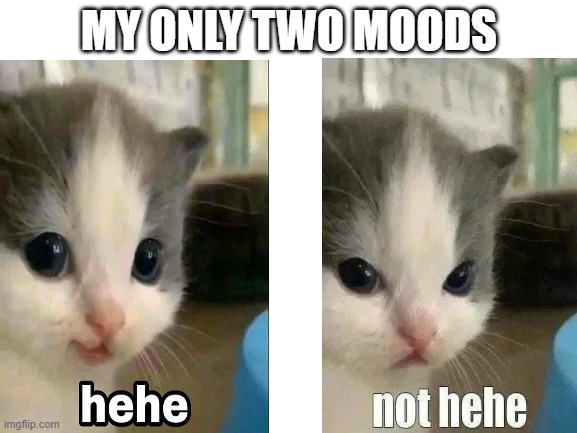 hehe | MY ONLY TWO MOODS | image tagged in blank white template,hehe,why are you reading this,smh | made w/ Imgflip meme maker