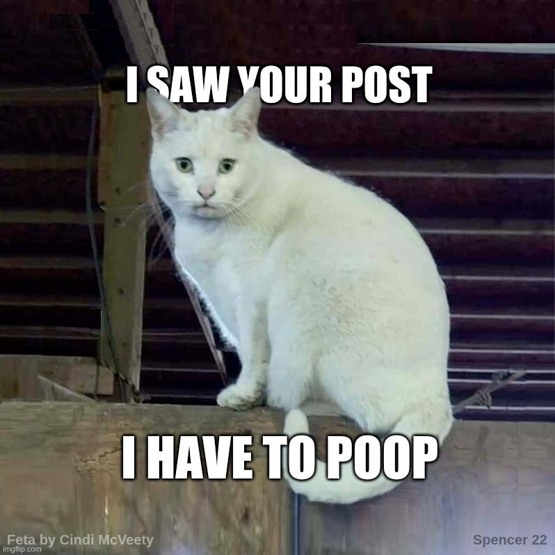 I HAVE TO POOP | image tagged in i have to poop cat,facebook,poop,shipost 4 lyfe,i love you,cats | made w/ Imgflip meme maker