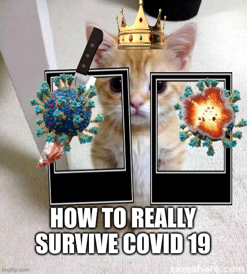 cat caovid | HOW TO REALLY SURVIVE COVID 19 | image tagged in i have no idea what i am doing | made w/ Imgflip meme maker