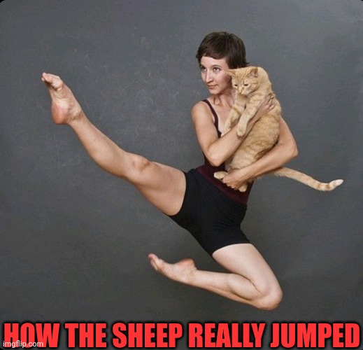 HOW THE SHEEP REALLY JUMPED | made w/ Imgflip meme maker