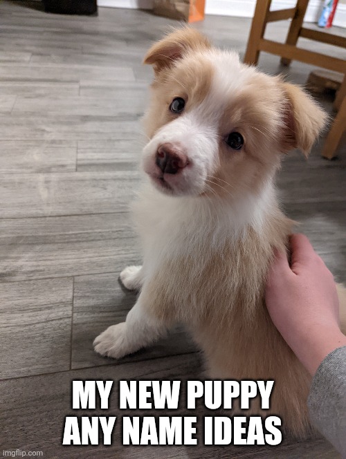 MY NEW PUPPY ANY NAME IDEAS | made w/ Imgflip meme maker