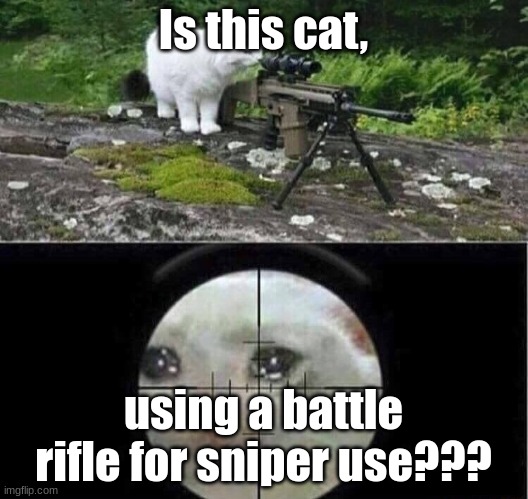 Wrong gun type, cat. | Is this cat, using a battle rifle for sniper use??? | image tagged in sniper cat | made w/ Imgflip meme maker