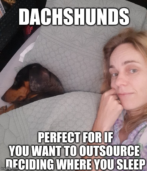 Dachshunds | DACHSHUNDS; PERFECT FOR IF YOU WANT TO OUTSOURCE  DECIDING WHERE YOU SLEEP | image tagged in dogs,funny memes | made w/ Imgflip meme maker