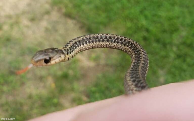 Baby snake | made w/ Imgflip meme maker