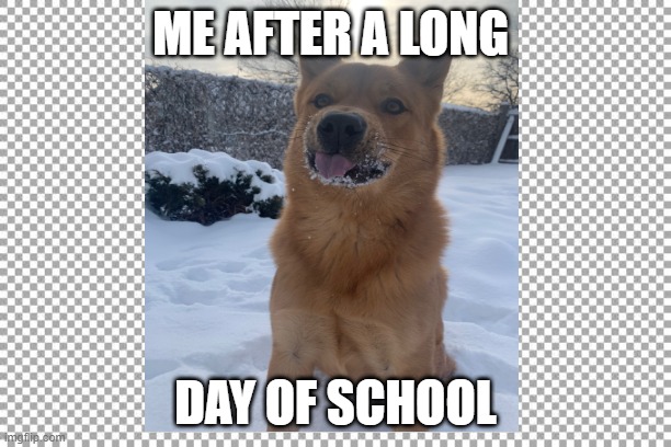 school | ME AFTER A LONG; DAY OF SCHOOL | image tagged in funny memes | made w/ Imgflip meme maker