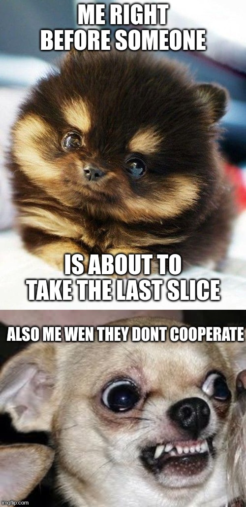 ME RIGHT BEFORE SOMEONE; IS ABOUT TO TAKE THE LAST SLICE; ALSO ME WEN THEY DONT COOPERATE | image tagged in pomeranian,funny angry chihuahua | made w/ Imgflip meme maker